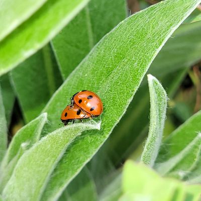 Bewahrung der Schöpfung – was blüht und krabbelt ,Teil 1